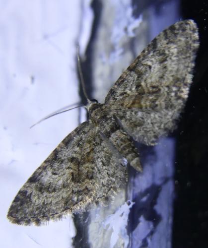 Eupithecia cocciferata